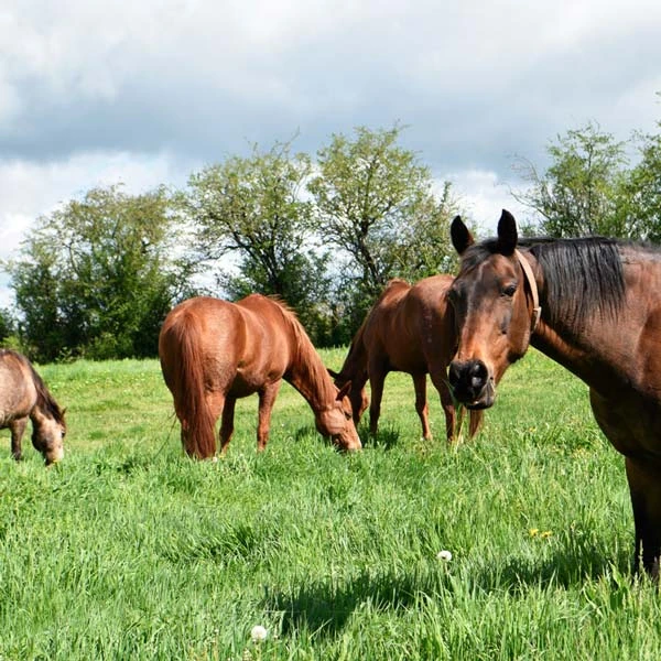 Pension pour chevaux à Le Broc, Puy-de-Dôme